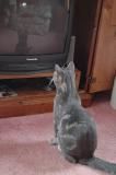 watching TV