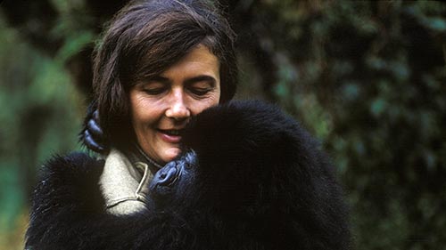Dian Fossey Secrets in the Mist