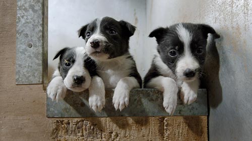 Puppy Secrets The First Six Months