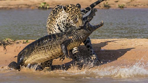 Jaguar vs. Croc