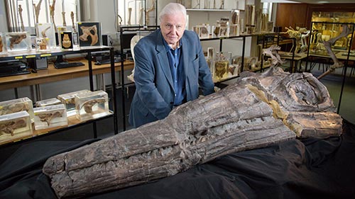 Attenborough and the Sea Dragon