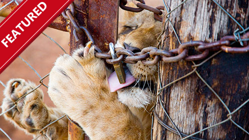 Blood Lions