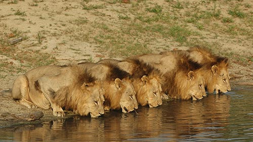 Lions of Sabi Sand: Brothers in Blood