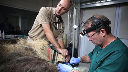 Big Animal Surgery