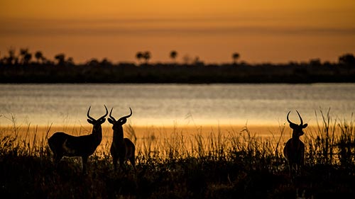 Okavango, River of Dreams