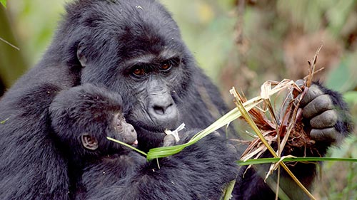 Animal Babies: First Year on Earth