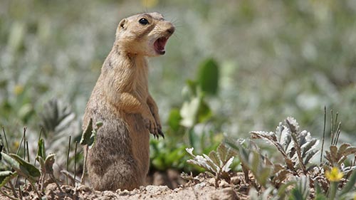 Prairie Dog Manor