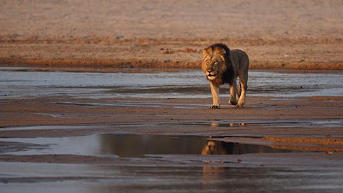 Wild Africa: Rivers of Life