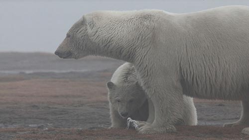 Wild Alaska: Arctic Summer