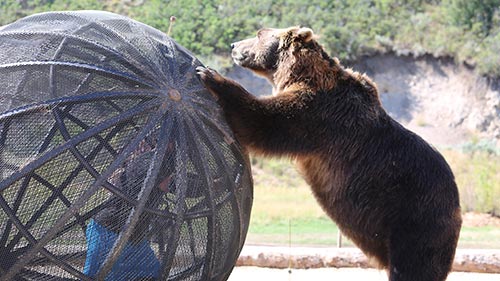 Man vs Bear