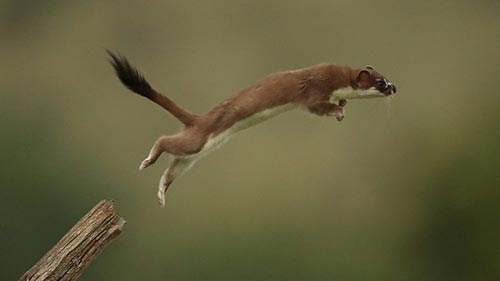 Weasels: Feisty and Fearless