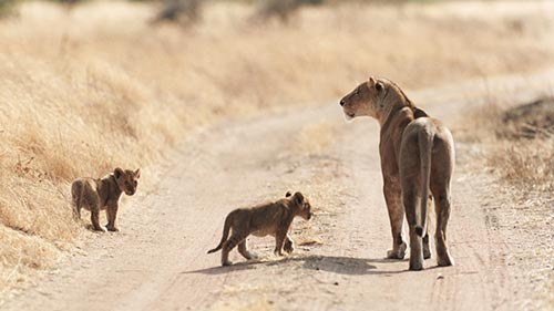 Age of Big Cats