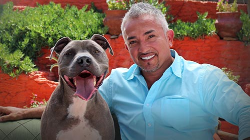 Cesar Millan: Love My Pit Bull