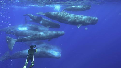 Whale Wisdom