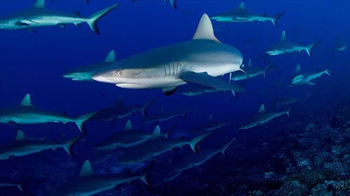 America's Deadliest Sharks