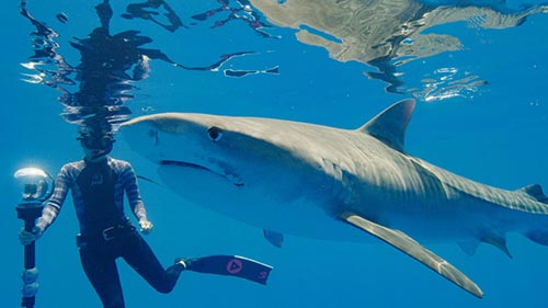 World's Biggest Tiger Shark?