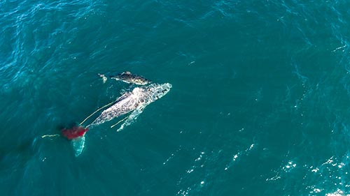 Shark vs. Whale