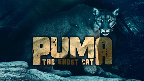 Puma: The Ghost Cat