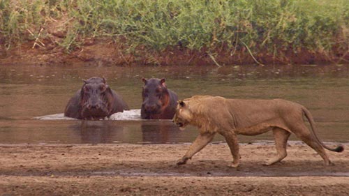 Hippos After Dark