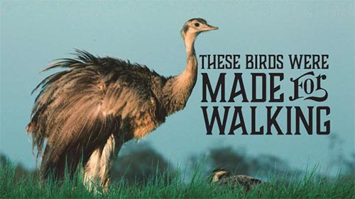 These Birds were Made for Walking