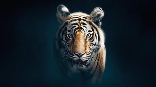 Tiger