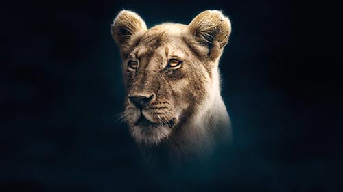 Lion