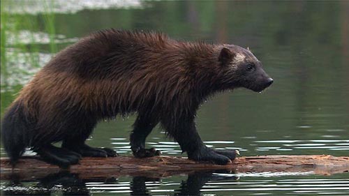 Wild Wolverine