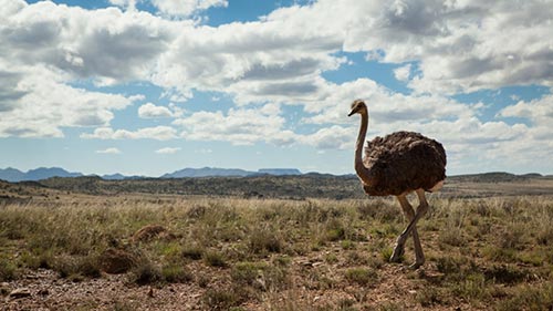 South Africa: Land of Extremes