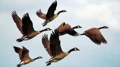 Migrations on the Wing