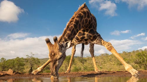 Waterhole: Africa's Animal Oasis