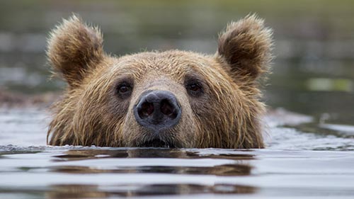 Wild Lapland