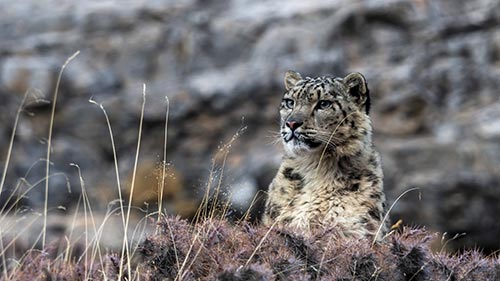 The Frozen Kingdom of the Snow Leopard