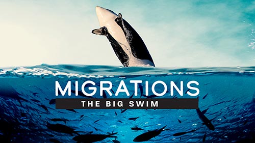 Migrations: The Big Swim