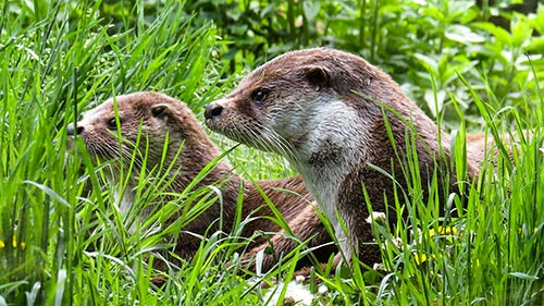 Seasons of the Otter