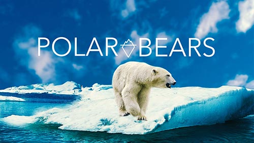 Polar Bears