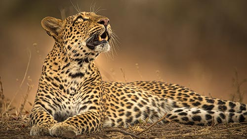 A Leopard's Legacy