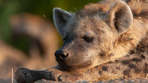 Leopard & Hyena: Strange Alliance