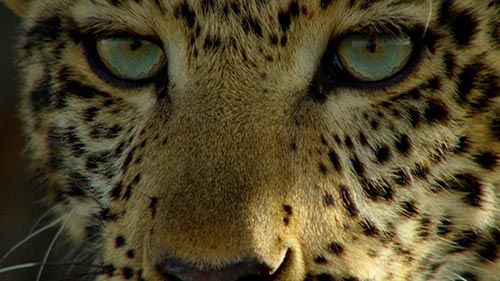 Jade Eyed Leopard