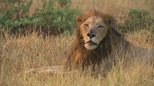 Cecil: The Legacy of a King