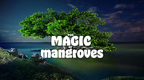 The Magic of Mangroves