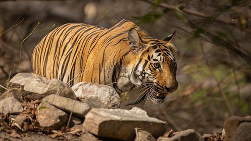 Tiger Queen of Taru