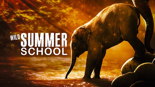 Wild Summer School