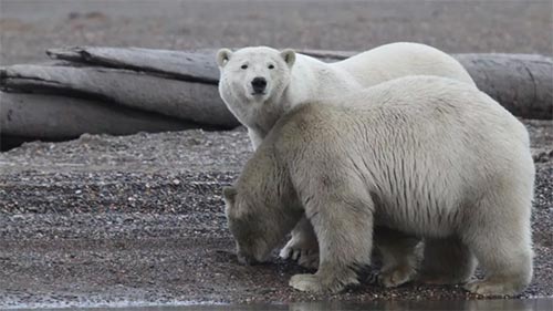 Alaska's Deadliest: Predator Prowl