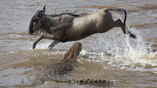 Masai Mara: The Big Hunt