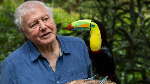 Life in Colour with David Attenborough