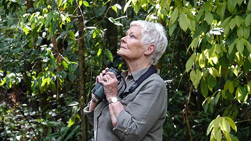 Judi Dench's Wild Borneo Adventure