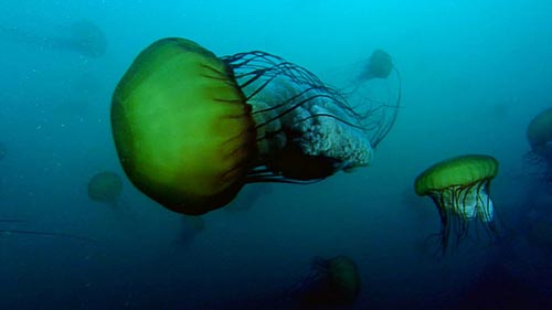 World's Deadliest Jellyfish