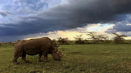 Sudan: The Last of the Rhinos