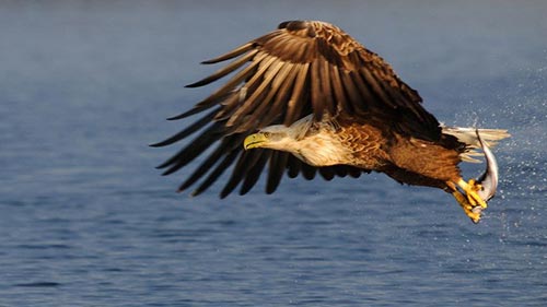 King of the Seas: Sea Eagle