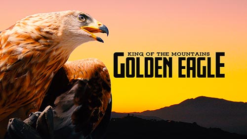 King of the Mountains: Golden Eagle